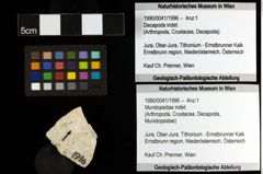 Foto (Objekt + Etiketten) von Mundopsidae indet. (NHMW-GEO-1990-0041-1996)